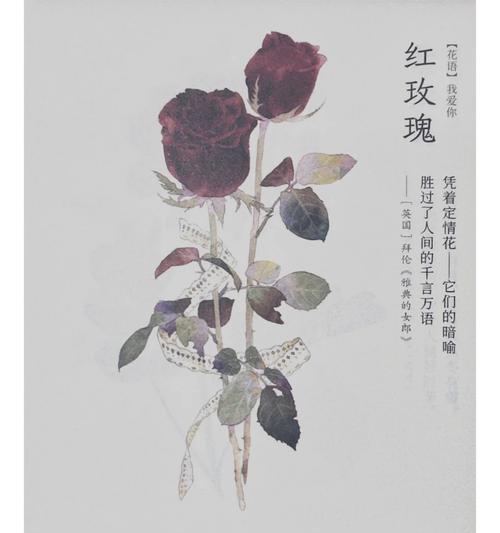 哪种花的花语是我爱自己？