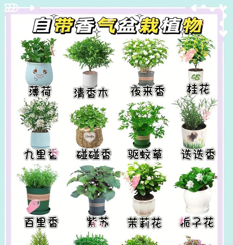 这些植物的花语和寓意是什么？如何解读它们的深层含义？