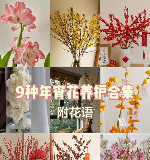韩国花语谐音的字有哪些？