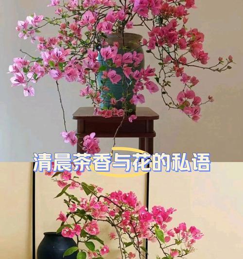 不同颜色兰花的花语有何区别？