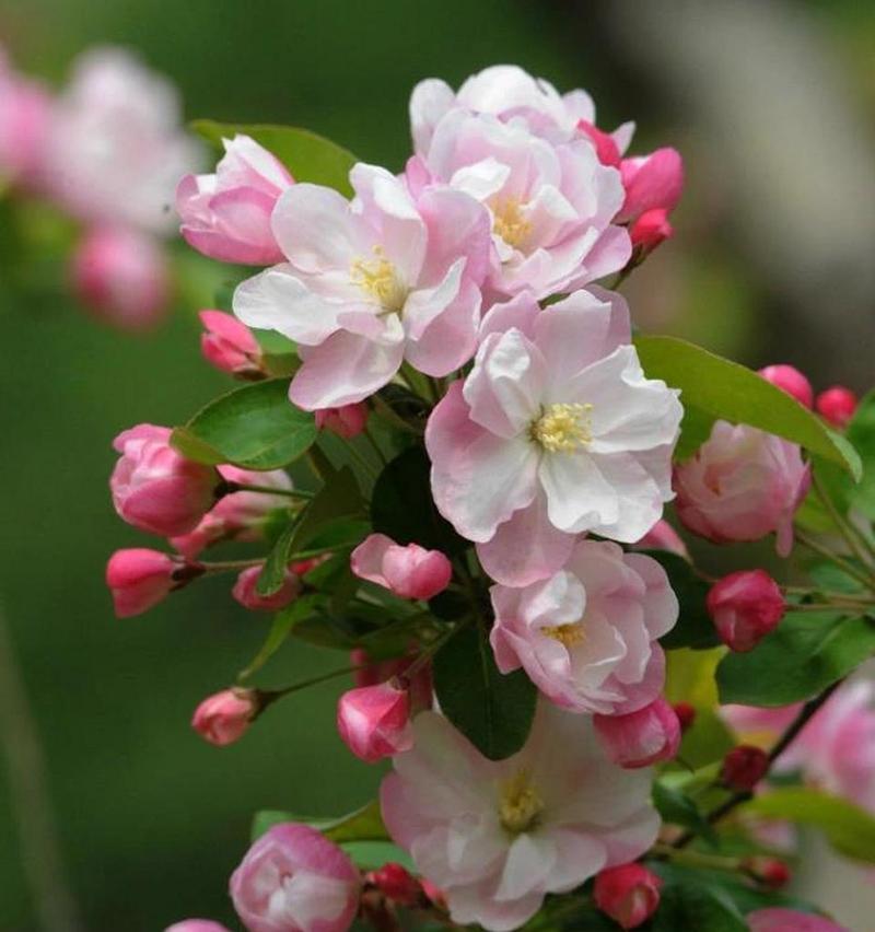 什么木的花语成语是什么？这四个字的花语有何寓意？