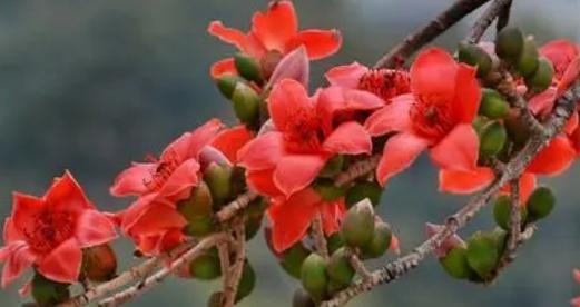 什么木的花语成语是什么？这四个字的花语有何寓意？