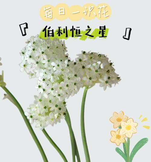 星形花的花语有何寓意？