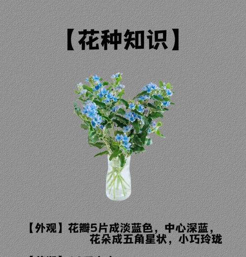 星形花的花语有何寓意？
