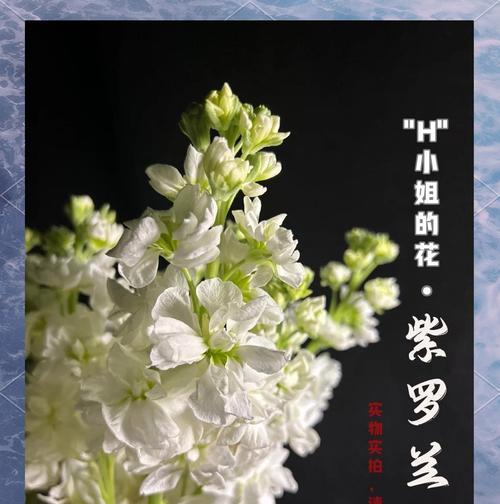 紫罗兰在动漫中的花语是什么？紫罗兰花语的动漫语录有哪些？