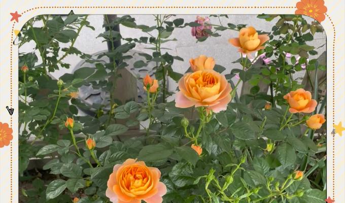 月季花语古语有何深层含义？