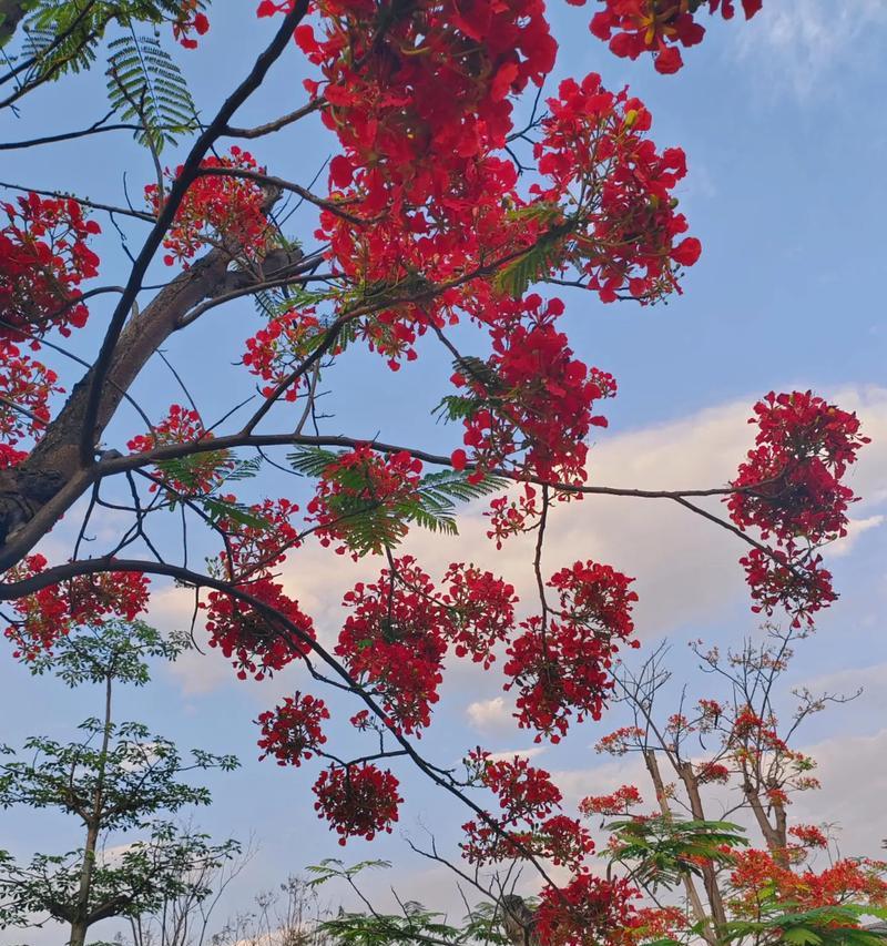 风灵花的花语是什么意思啊？它象征着什么？
