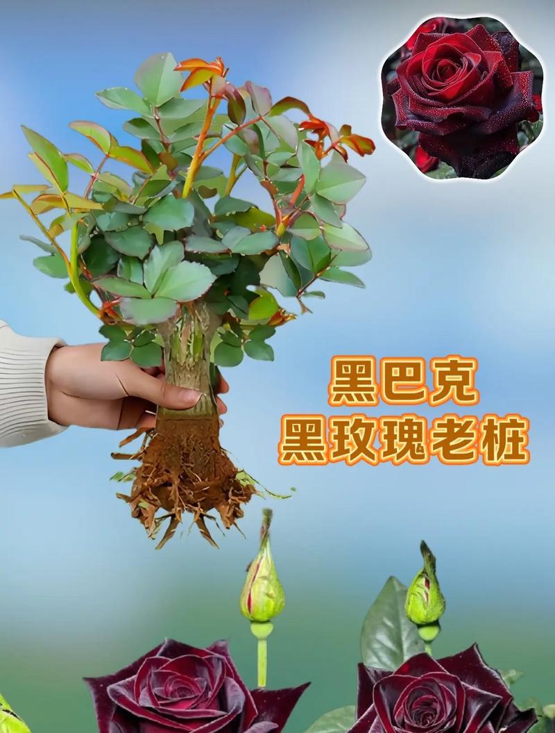 十一支黑玫瑰花的含义是什么？黑玫瑰在花语中代表了什么？