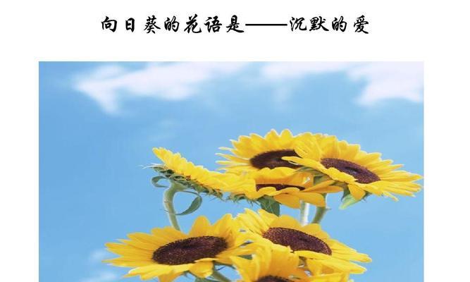 向日葵的花语传达了哪些信息？