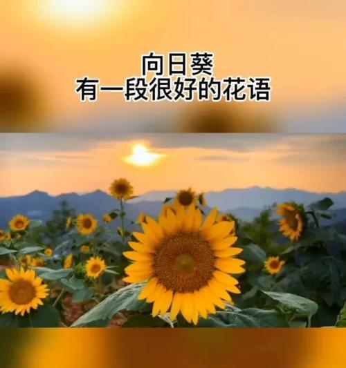 向日葵的花语传达了哪些信息？