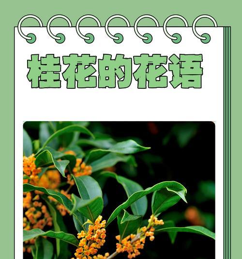 《爱的飞行日记》中的花语是什么？花语中蕴含了哪些情感？