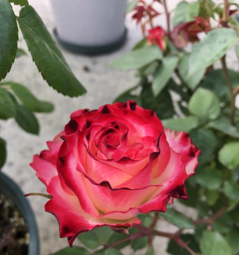 小花妹妹的花语有何含义？如何用花语表达对她的感情？