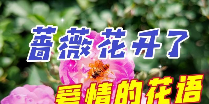 小花妹妹的花语有何含义？如何用花语表达对她的感情？