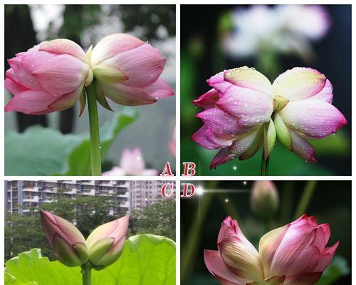 遇见贵人花语代表了什么？