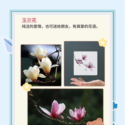 这些植物的花语通常表达什么？