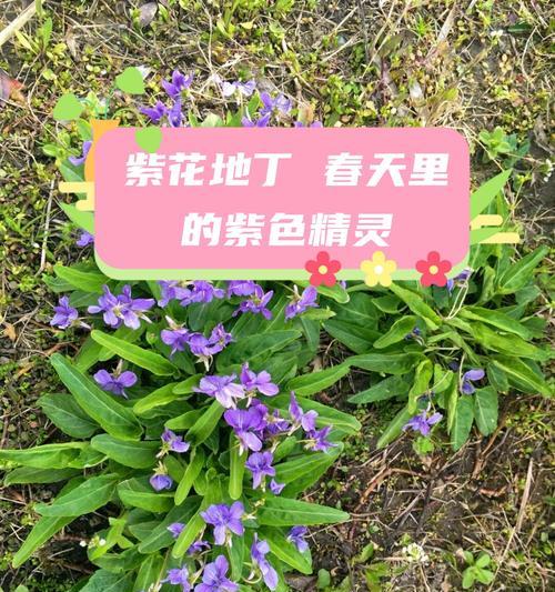 这些植物的花语通常表达什么？