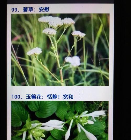 短头竹的寓意及花语有何深意？