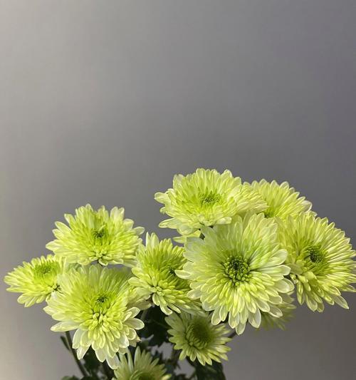 神罗天真的花语有何深意？适合哪种场合赠送？