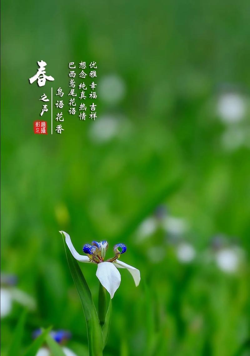 3月31号对应的花语是什么？
