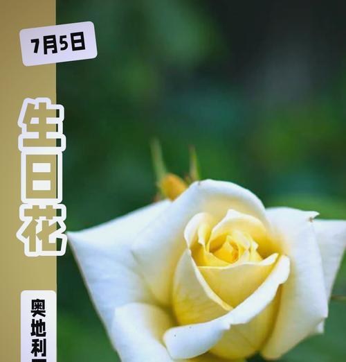 7月8日的花语是什么？这个日期有特定的花卉含义吗？