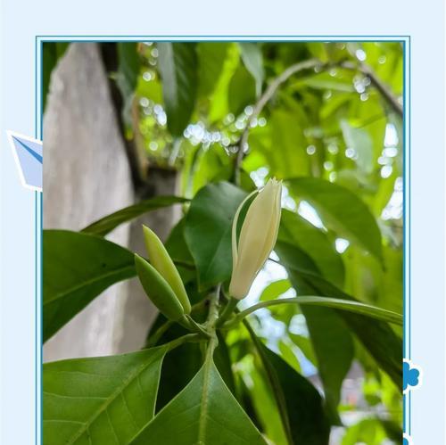 “我在远处看着你”花语是什么意思？它表达的情感是什么？