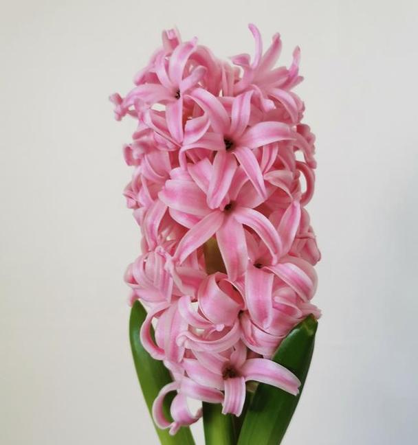 合拍花语表达的是什么情感？它的花语有何特别之处？