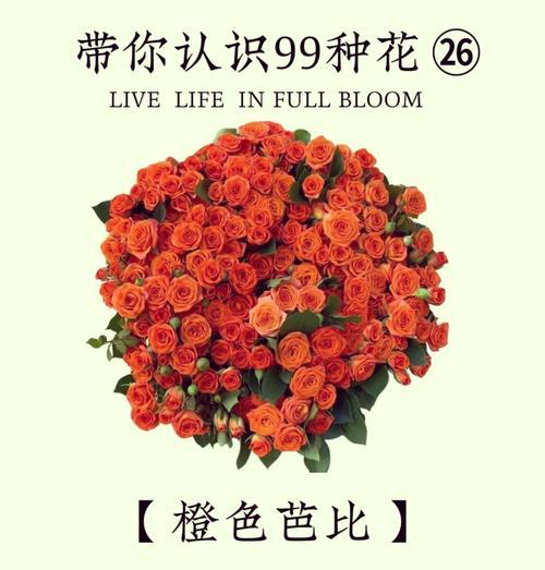 篮球24个玫瑰花的含义是什么？篮球24个玫瑰花代表什么？