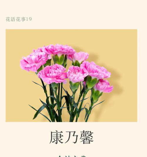 雨中绽放的康乃馨代表什么？花语有何深意？