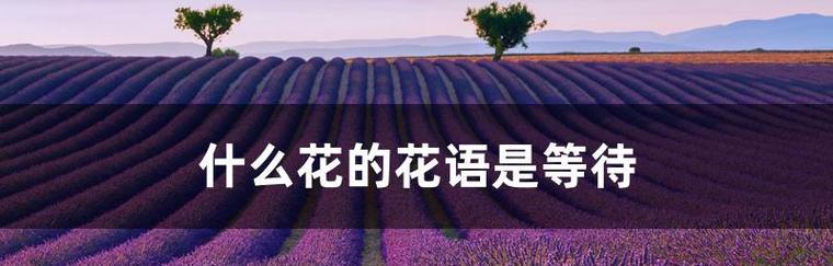 “对你的爱不是秘密”花语代表什么？