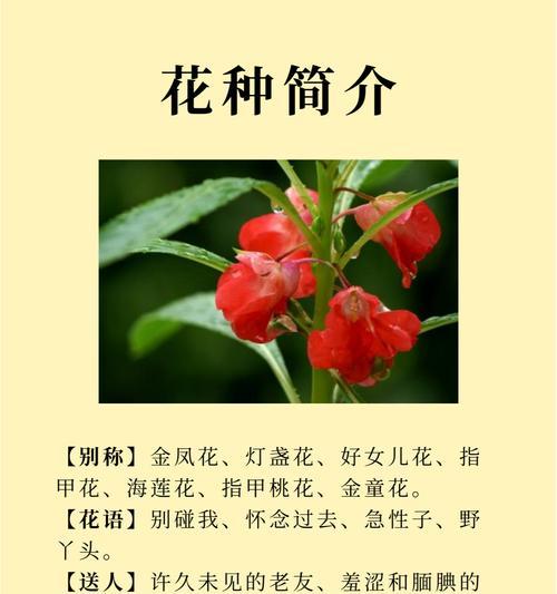 哪种花的花语能形容少女的美？少女美用哪种花的花语表达？