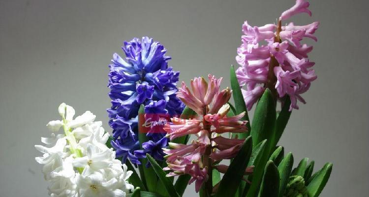 刺楸花的寓意与花语是什么？代表了什么？