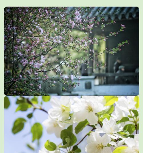青海棠的寓意和花语是什么？如何表达爱意？