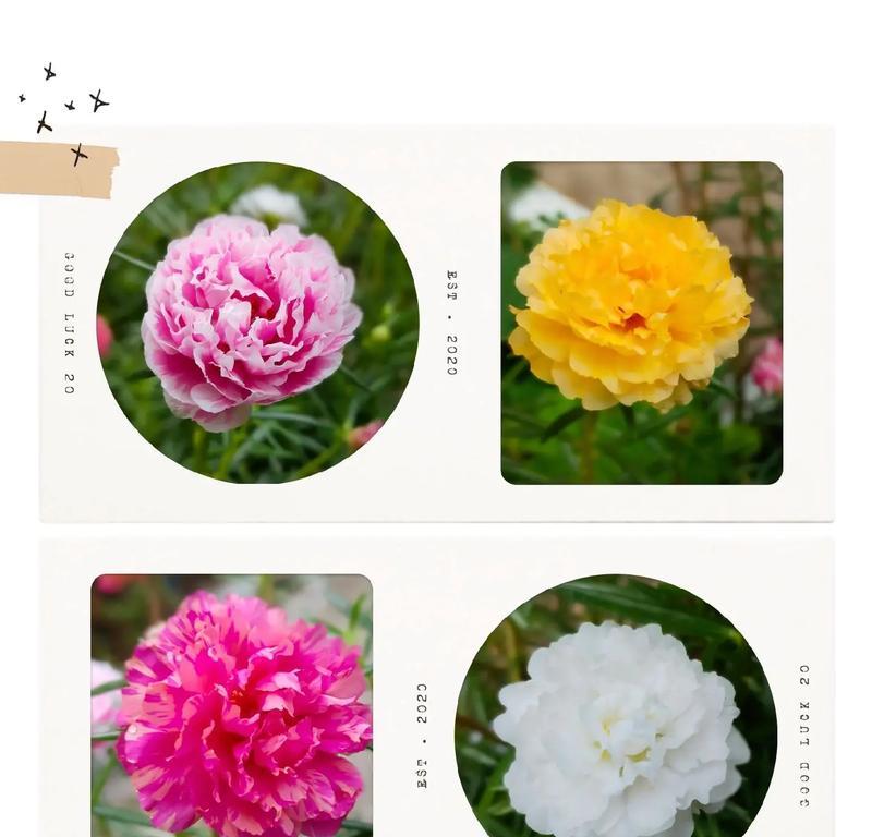 12月12日出生的人的花语是什么？