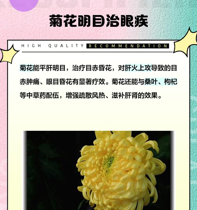 菊花的花语有哪些独特之处？