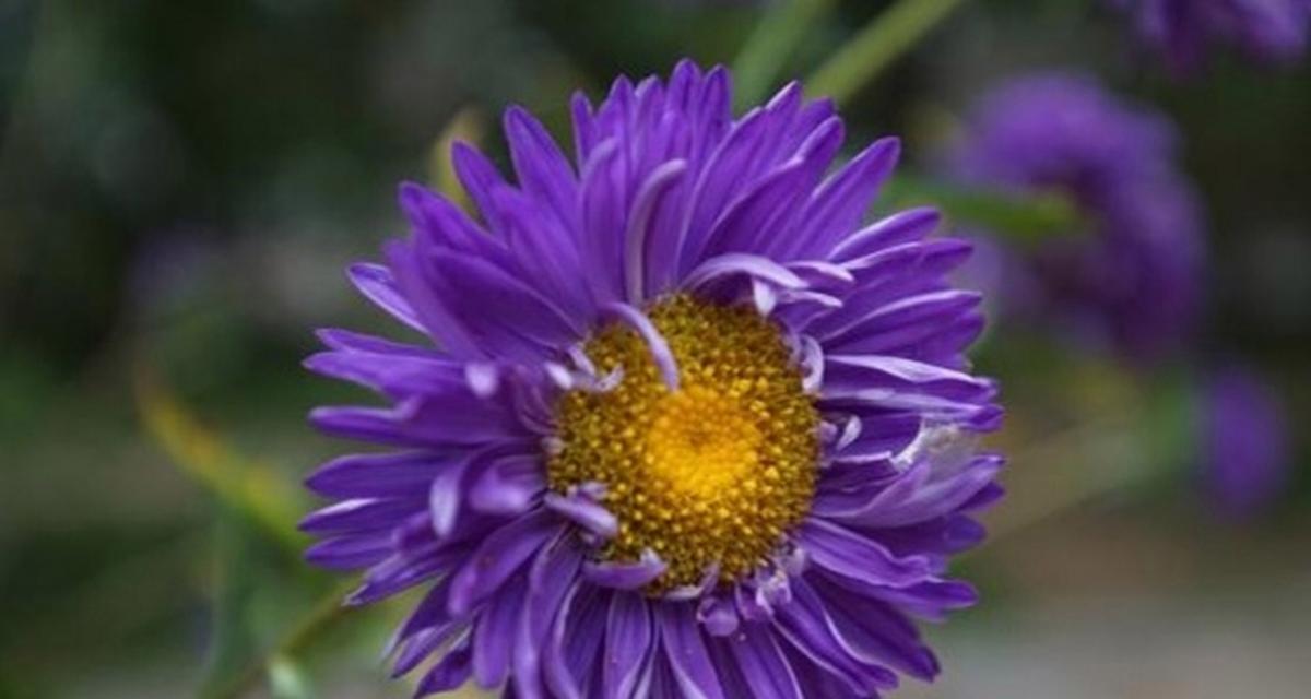 菊花的花语有哪些独特之处？