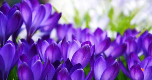 梦幻紫色花语代表哪种花？紫色花的花语有哪些特别之处？