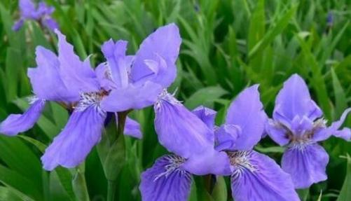 梦幻紫色花语代表哪种花？紫色花的花语有哪些特别之处？
