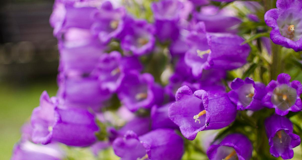 梦幻紫色花语代表哪种花？紫色花的花语有哪些特别之处？