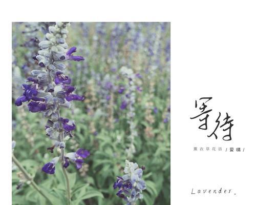哪种花的花语象征着等待爱情？