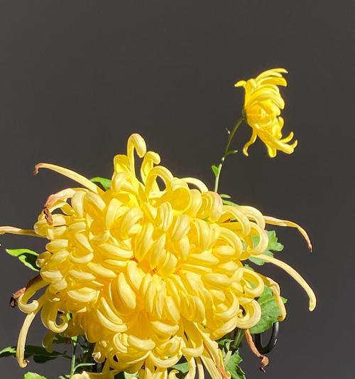 橘黄色菊花代表什么？