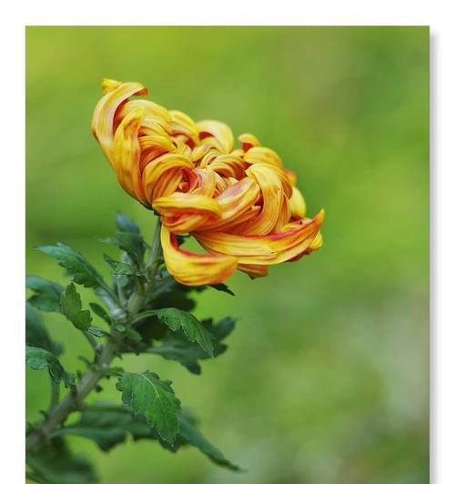 橘黄色菊花代表什么？