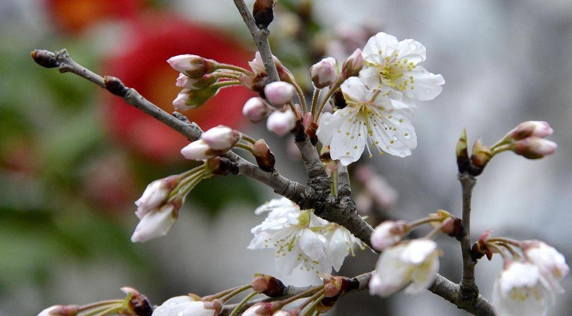 紫叶李花象征着什么？花语背后的故事是什么？