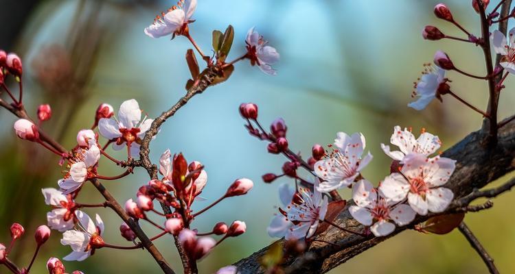 紫叶李花象征着什么？花语背后的故事是什么？