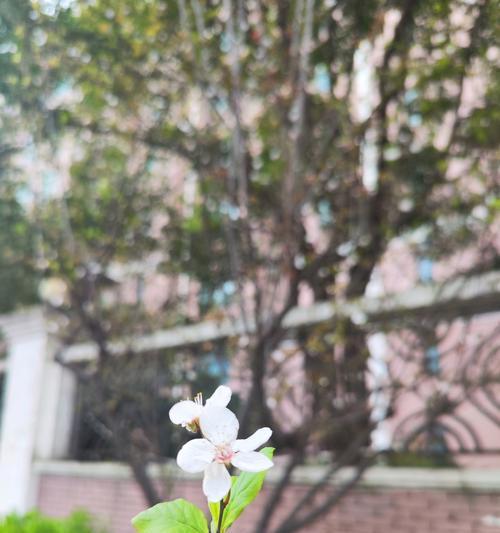 紫叶李花象征着什么？花语背后的故事是什么？