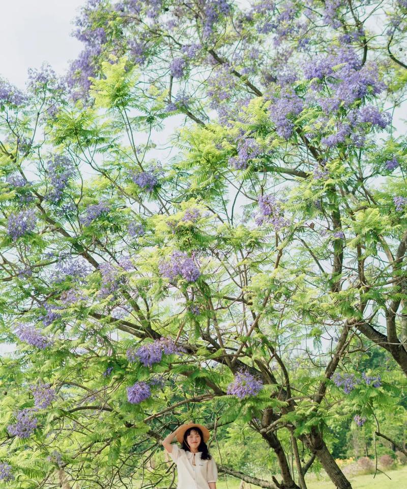 花语大结局最后一集的花语有何深意？