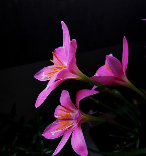 哪种花的花语是让人忘记烦恼？