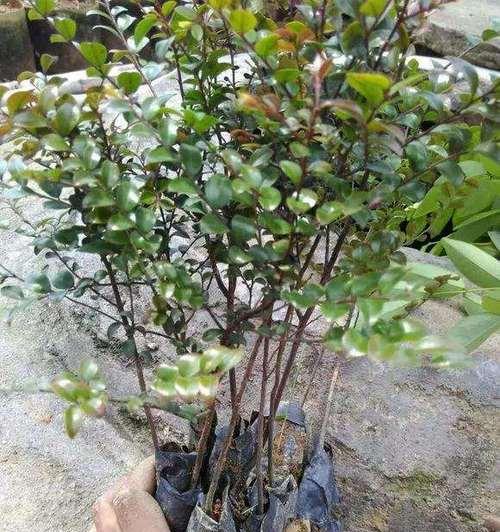 紫檀花的花语有哪些特别之处？