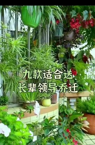 紫檀花的花语有哪些特别之处？
