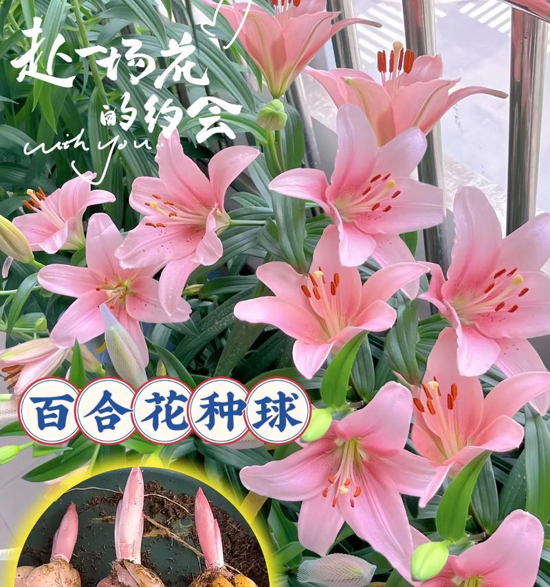 百合花的花语是什么？