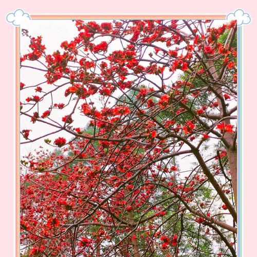 木棉花代表什么情感？它的花语有何含义？